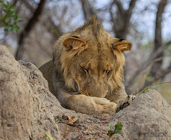 Lion