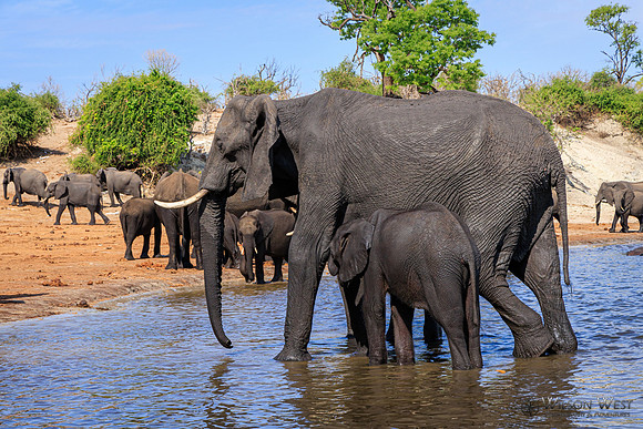 Elephant