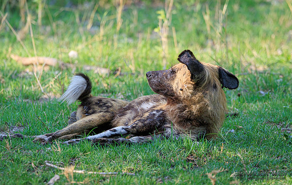African Wild Dog
