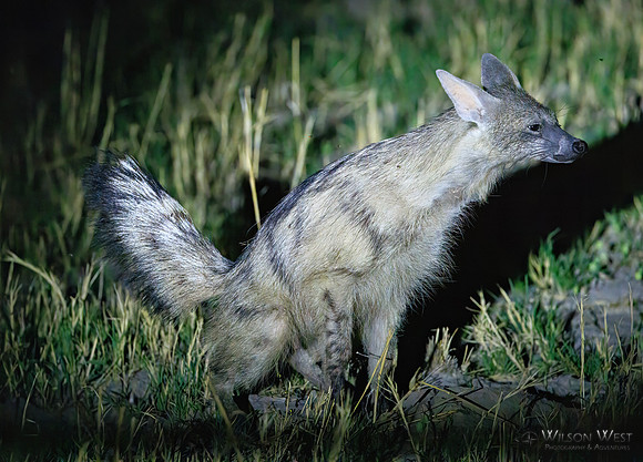 Aardwolf