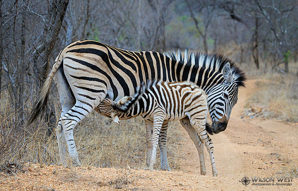 Burchell's Zebra