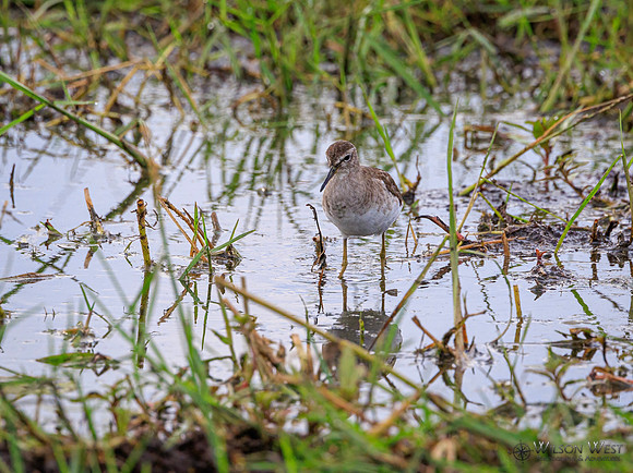 Wood Sandpiper