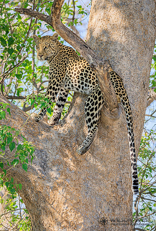 Leopard