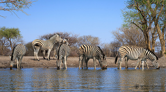 Burchell's Zebra
