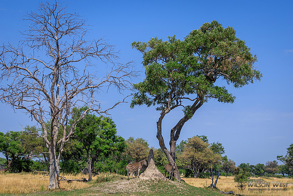 Burchell's Zebra