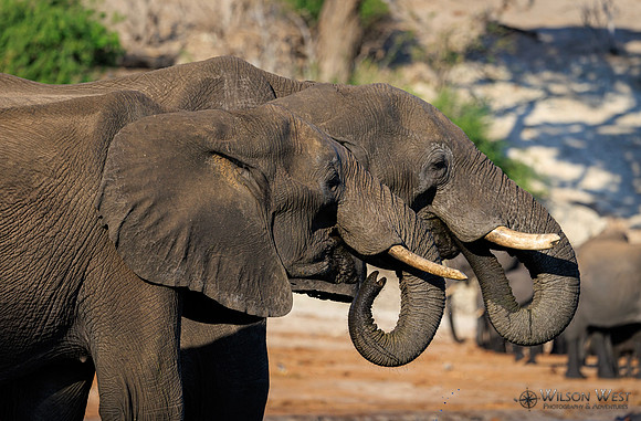 Elephant