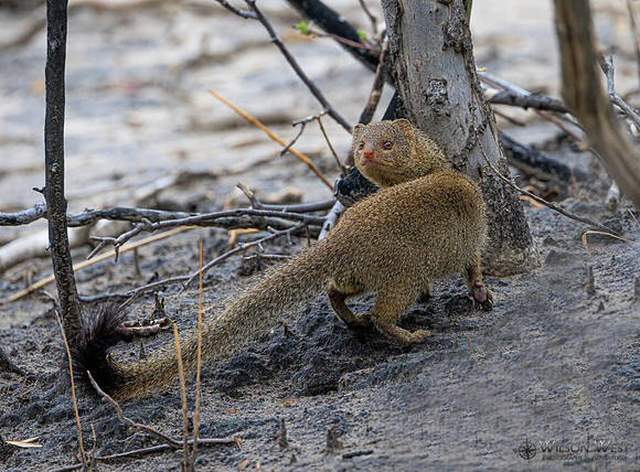 Mongoose