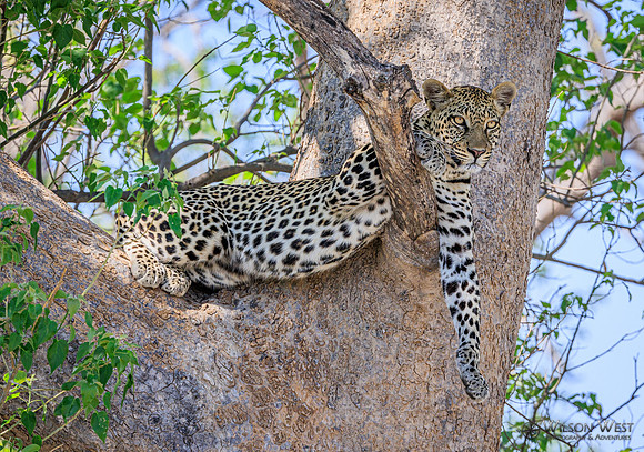 Leopard