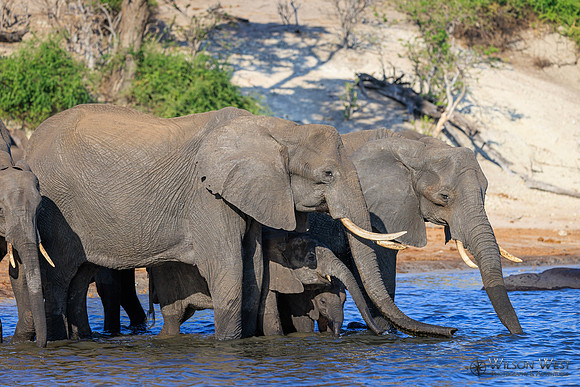 Elephant