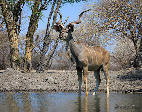 Greater Kudu