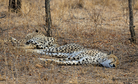 Cheetah
