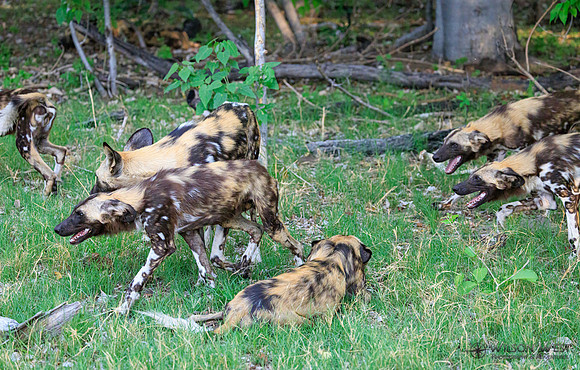 African Wild Dog