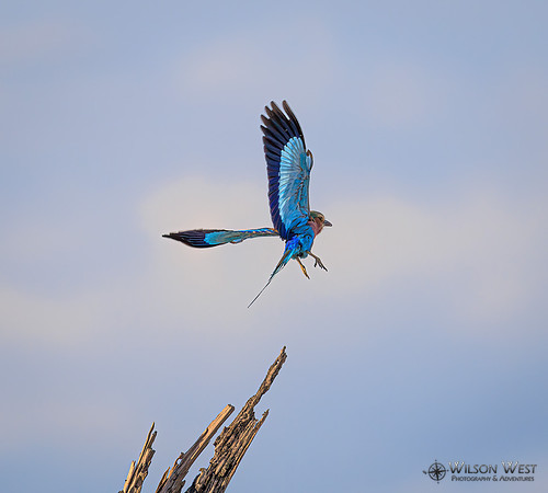Lilac-breasted Roller
