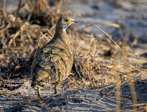 Burchell's Sandgrouse