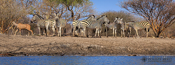 Burchell's Zebra