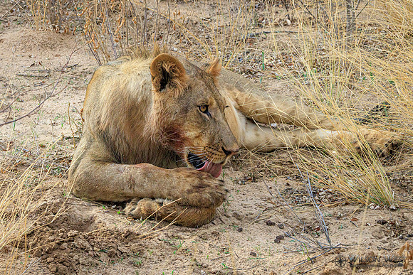 Lion