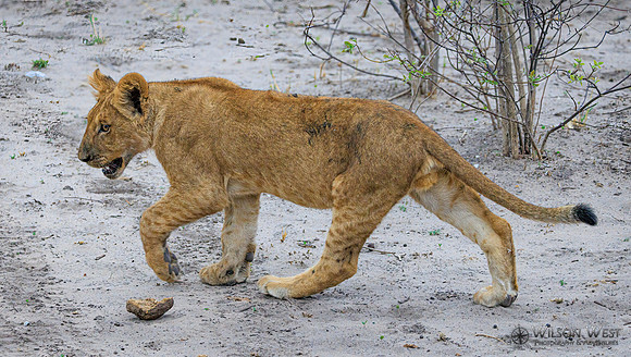 Lion