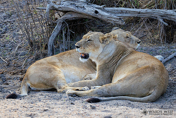 Lion