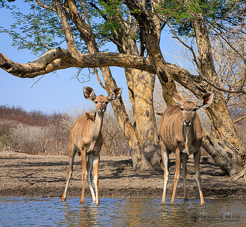 Greater Kudu