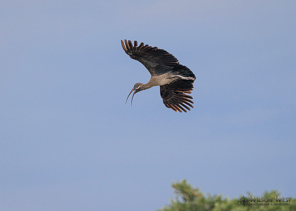 Hadada Ibis