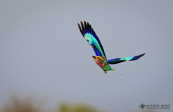 Lilac-breasted Roller