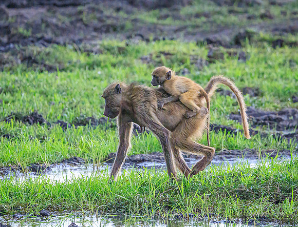 Baboon