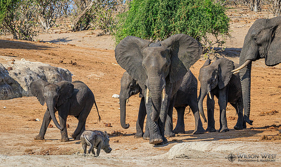 Elephant