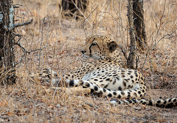 Cheetah