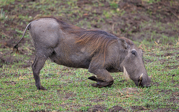 Warthog