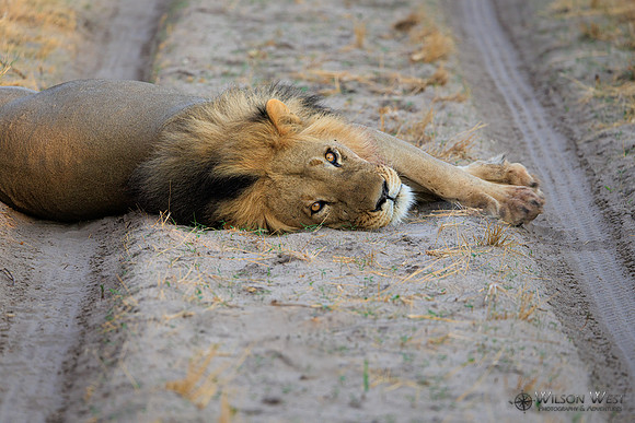 Lion