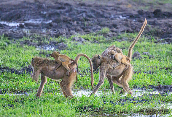 Baboon