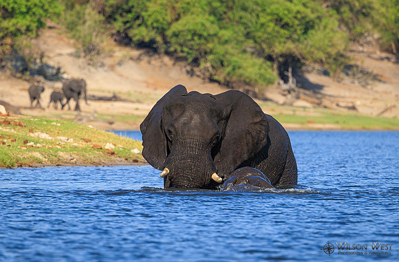 Elephant