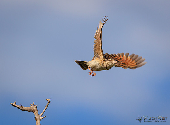 Rufous-naped Lark