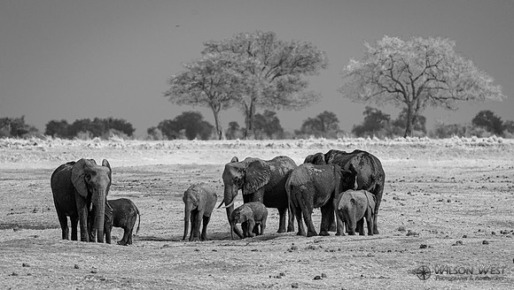 Elephant
