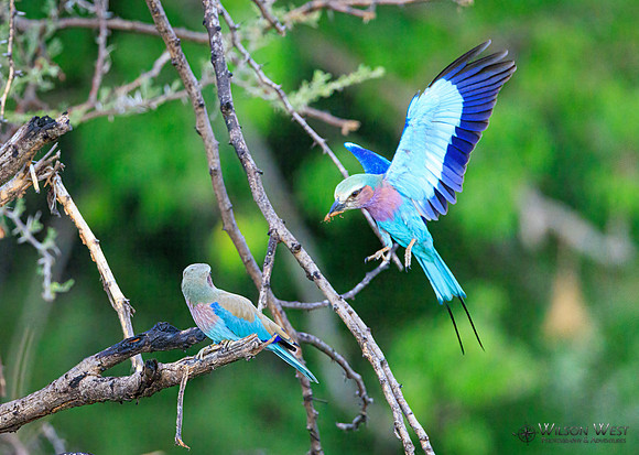 Lilac-breasted Roller