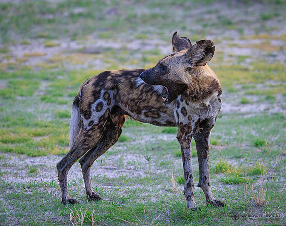 African Wild Dog