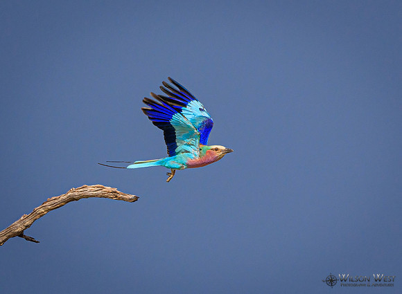 Lilac-breasted Roller