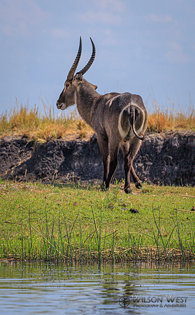 Common Waterbuck