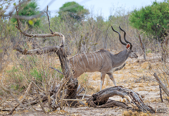 Greater Kudu