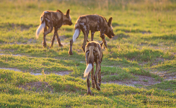 African Wild Dog