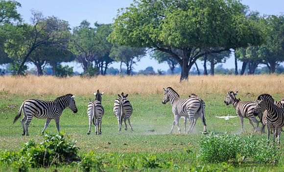Burchell's Zebra