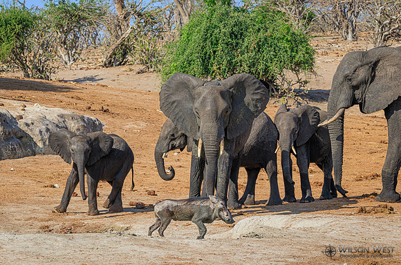 Elephant