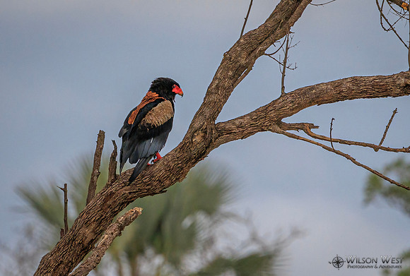 Bateleur