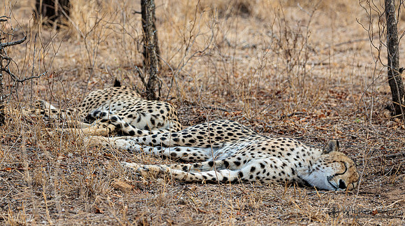 Cheetah