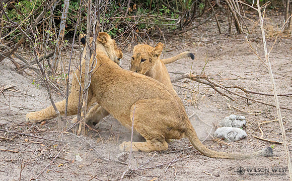 Lion