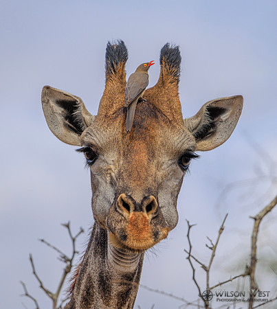 Giraffe, Red-billed Oxpecker