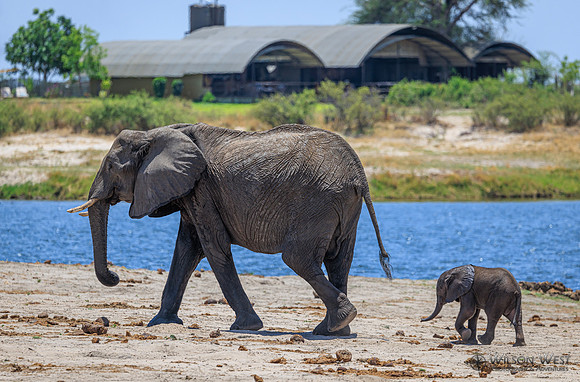 Elephant
