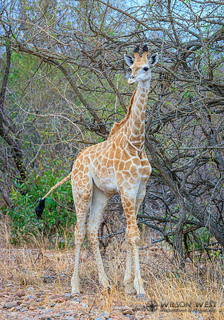 Giraffe