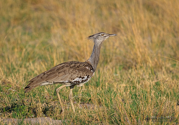 Kori Bustard