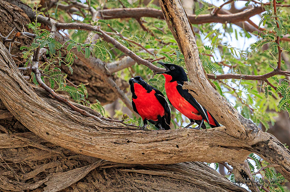 Crimson-breasted Shrike